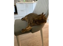 Стул на металлокаркасе Kora gray / black фото покупателя 264