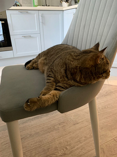 Стул на металлокаркасе Kora gray / black фото покупателя 264