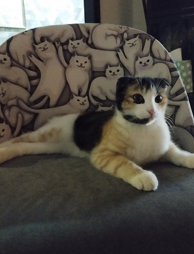 Компьютерное кресло Melody/Мелоди малахит фото покупателя 220