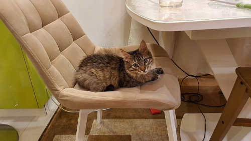 Стул на металлокаркасе Челси К крутящийся бирюзовый / черный фото покупателя 10