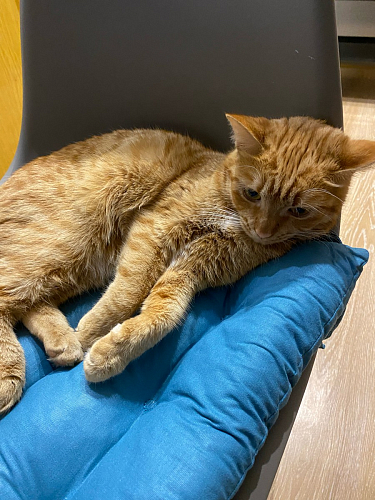 Стул Eames PC-015 blue фото покупателя 230