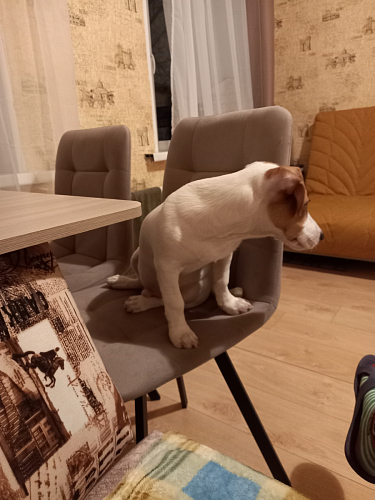 Стул на металлокаркасе Чилли синяя ткань / белый фото покупателя 1097