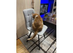 Стул на металлокаркасе Чилли синяя ткань / белый фото покупателя 68