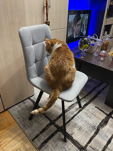 Стул на металлокаркасе Чилли зеленый / белый каркас фото покупателя 68