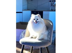 Стул на металлокаркасе Gabi 1 light purple / black фото покупателя 20