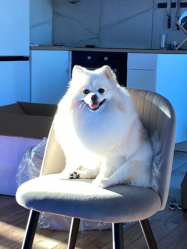 Стул на металлокаркасе Gabi 1 light blue / black / gold фото покупателя 20