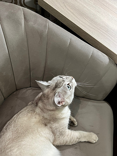 Компьютерное кресло Тибо confetti chocolate / белый фото покупателя 150