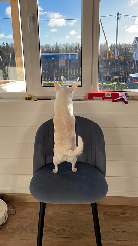 Стул на металлокаркасе Gabi latte / gold / black фото покупателя 317