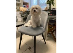 Стул на металлокаркасе Gabi blue / black фото покупателя 915