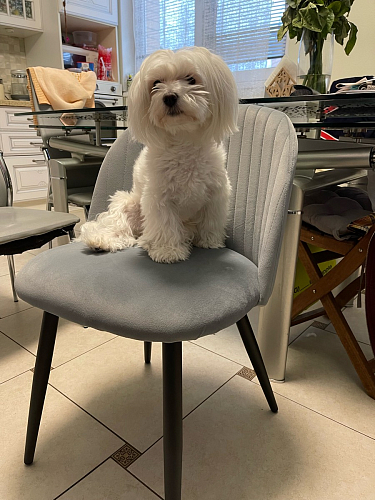 Стул на металлокаркасе Gabi-1 wine red / black фото покупателя 892