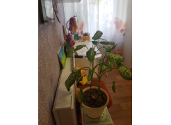 Стол книжка СтК4 дуб сонома / белый фото покупателя 7