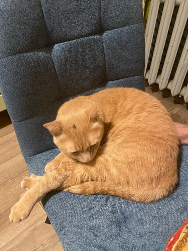 Стул Bruk синий фото покупателя 2