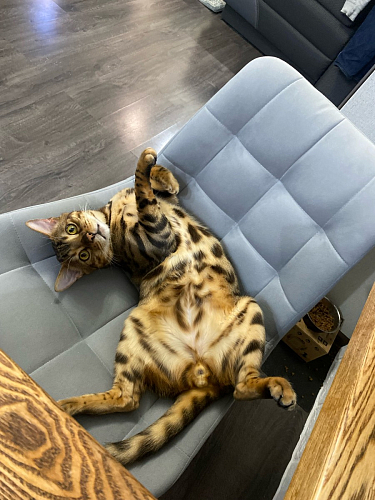 Стул на металлокаркасе Челси бежевый / черный фото покупателя 6