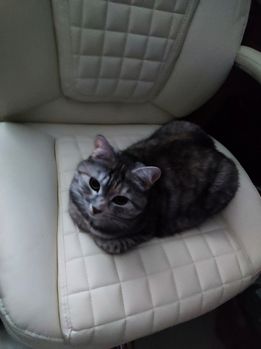 Компьютерное кресло Herd cream фото покупателя 84