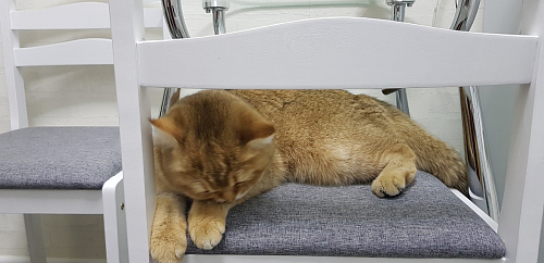 Стул деревянный Camel dirty oak / beige фото покупателя 13