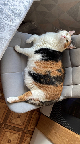 Комплект стульев Стронг 4 шт темно-серый / черный фото покупателя 17