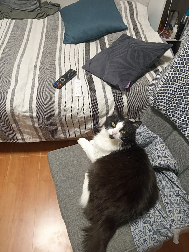 Стул Madina dark walnut / fabric grey фото покупателя 4