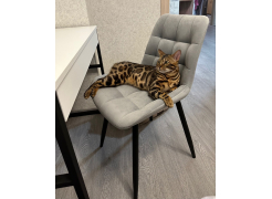 Стул на металлокаркасе Челси светло-серый / черный каркас фото покупателя 38