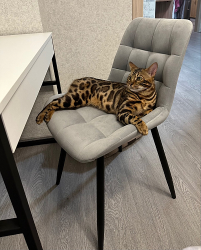 Стул на металлокаркасе Челси бирюзовый / черный фото покупателя 38