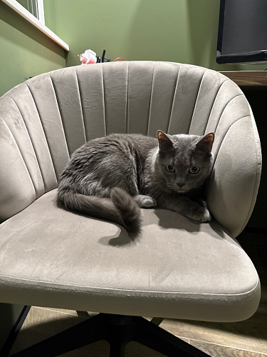 Компьютерное кресло Пард confetti silver серый / черный фото покупателя 181