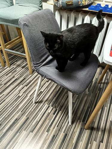 Комплект стульев Седа К 4 шт латте / черный фото покупателя 289