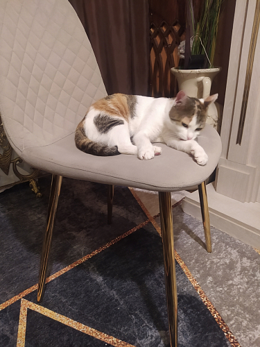 Стул на металлокаркасе Dabl 01 champagne / gold фото покупателя 80