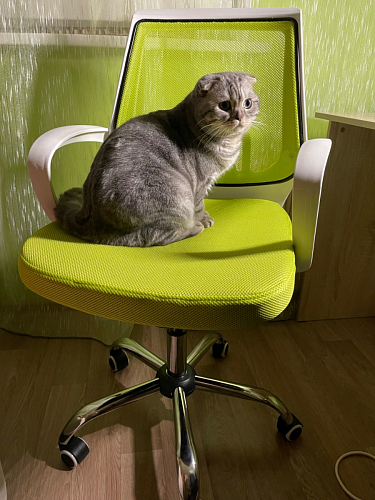 Компьютерное кресло Ergoplus белое / серое фото покупателя 1