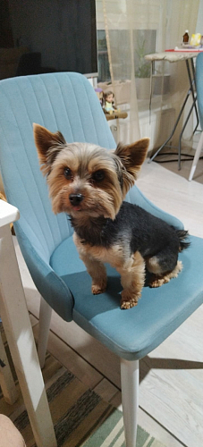 Стул на металлокаркасе Kora beige / black фото покупателя 95