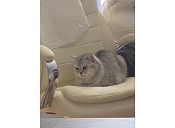 Компьютерное кресло Tomar коричневое фото покупателя 83