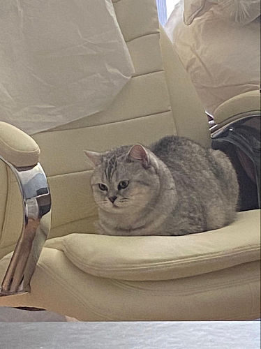 Компьютерное кресло Tomar серое фото покупателя 42