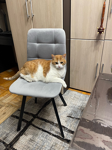 Стул на металлокаркасе Чилли К черный / зеленый фото покупателя 67