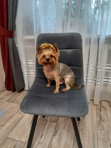 Стул Чилли 2 темно-серый  / черный фото покупателя 727