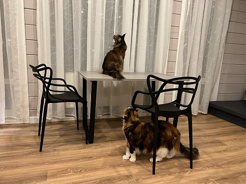 Стол раскладной Лота Лофт 120 25 мм юта / черный матовый фото покупателя 588