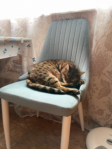 Стул на металлокаркасе Kora black / gray фото покупателя 279