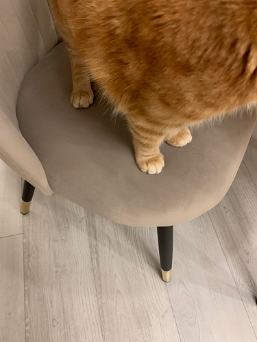 Стул на металлокаркасе Gabi gray / black фото покупателя 670