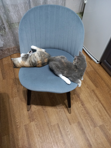 Стул на металлокаркасе Gabi green / black / silver фото покупателя 24