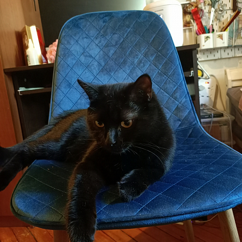 Стул на металлокаркасе Capri dark beige / white фото покупателя 24