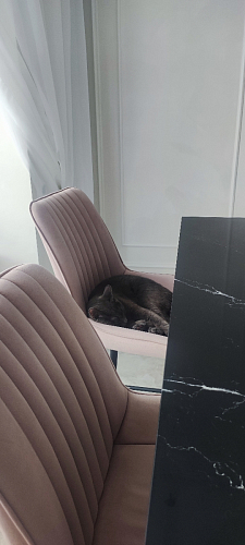 Комплект стульев Седа К 2 шт латте / черный фото покупателя 337